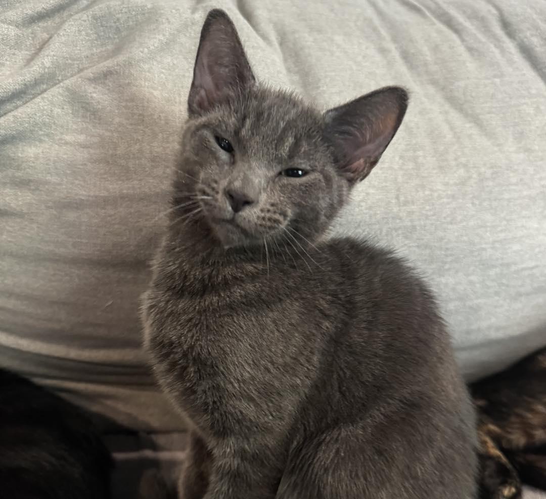 Juneau, an adopted Domestic Short Hair in Guthrie, OK image 2/4