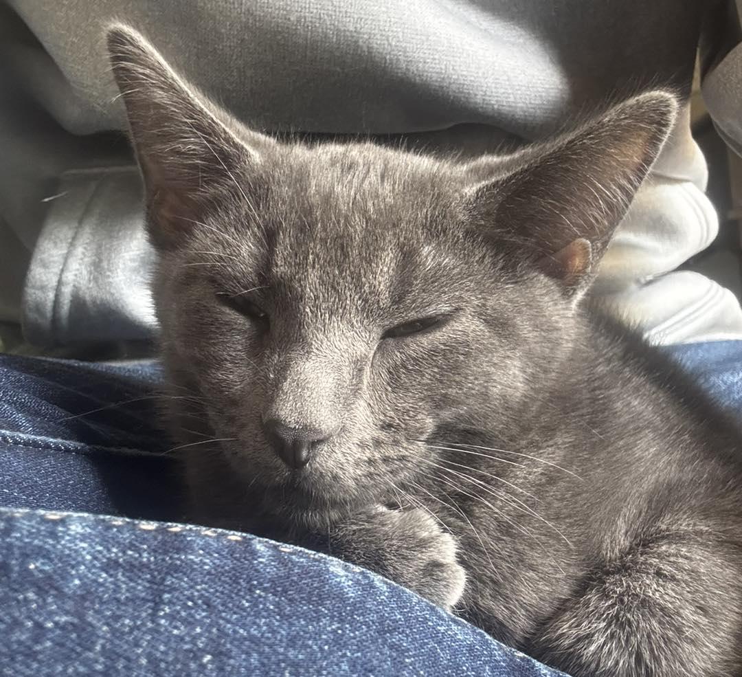 Juneau, an adopted Domestic Short Hair in Guthrie, OK image 1/4