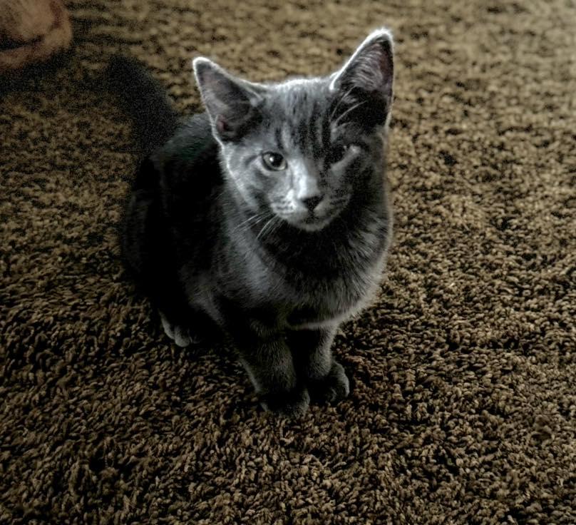 Juneau, an adopted Domestic Short Hair in Guthrie, OK image 4/4