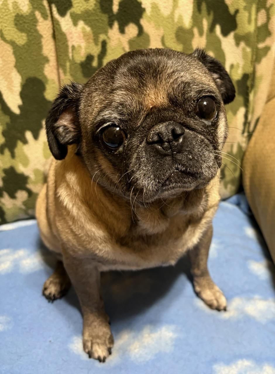 Enlarge Frankie, a ADOPTABLE Pug in Virginia Beach, VA image 1/1