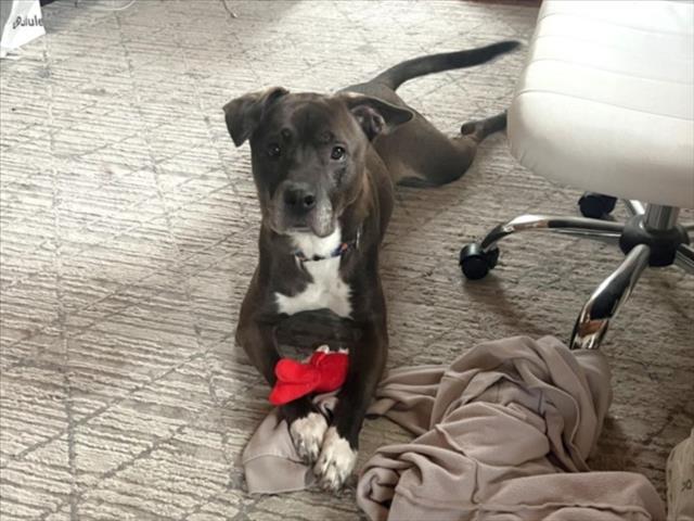 ACE, Adoptable, Adult Male Pit Bull Terrier & Mixed Breed.