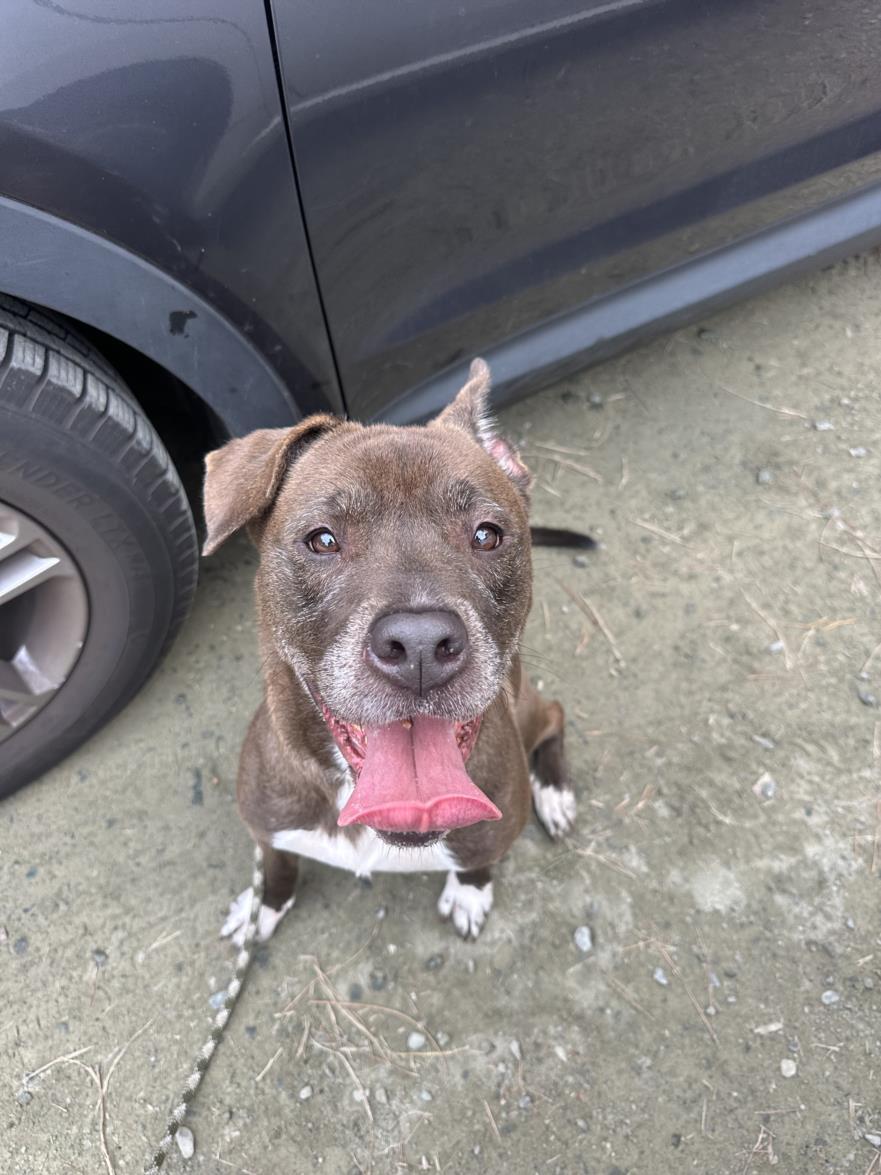 ACE, Adoptable, Adult Male Pit Bull Terrier & Mixed Breed.