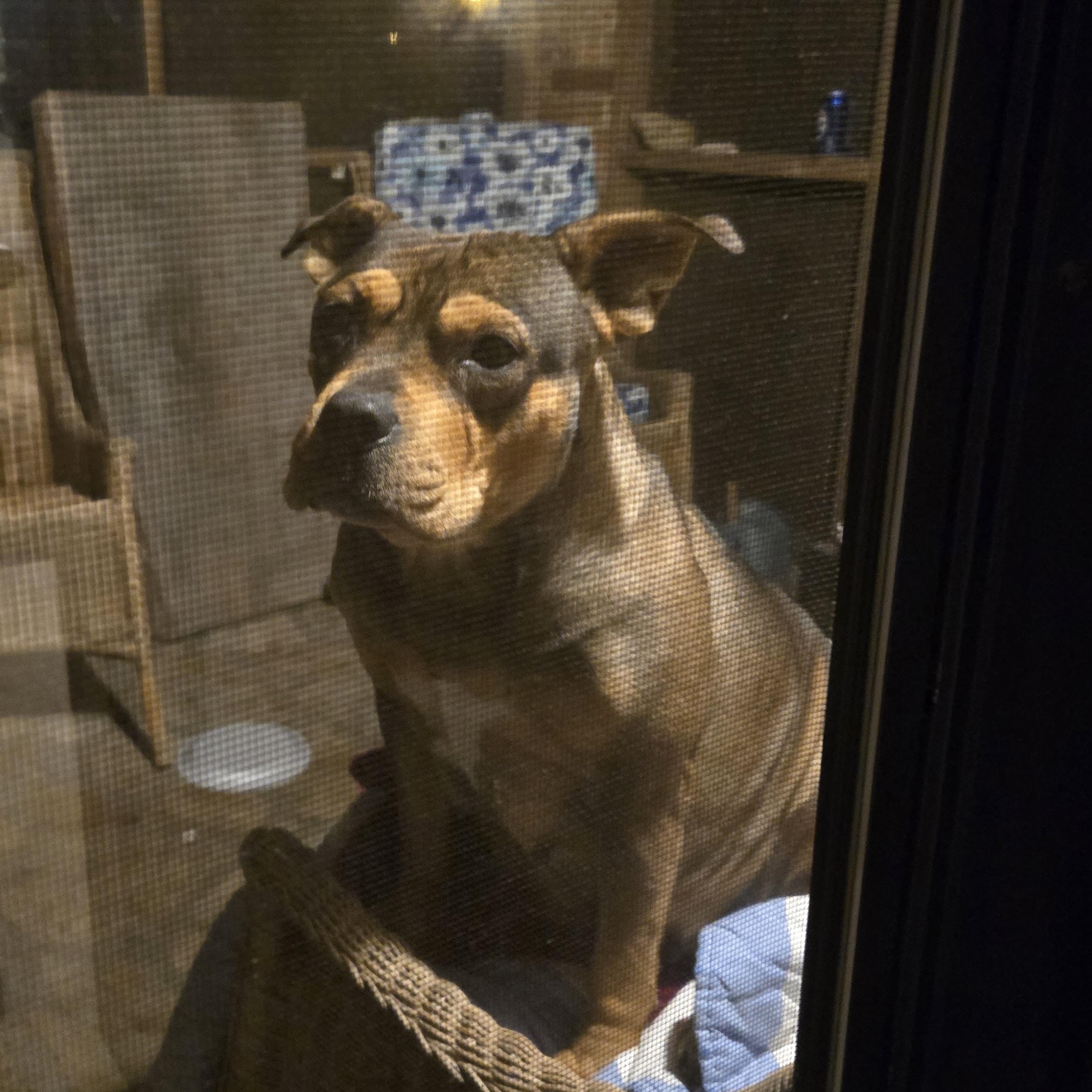 Sissy, ADOPTABLE, Adult Female American Bulldog & Boxer.