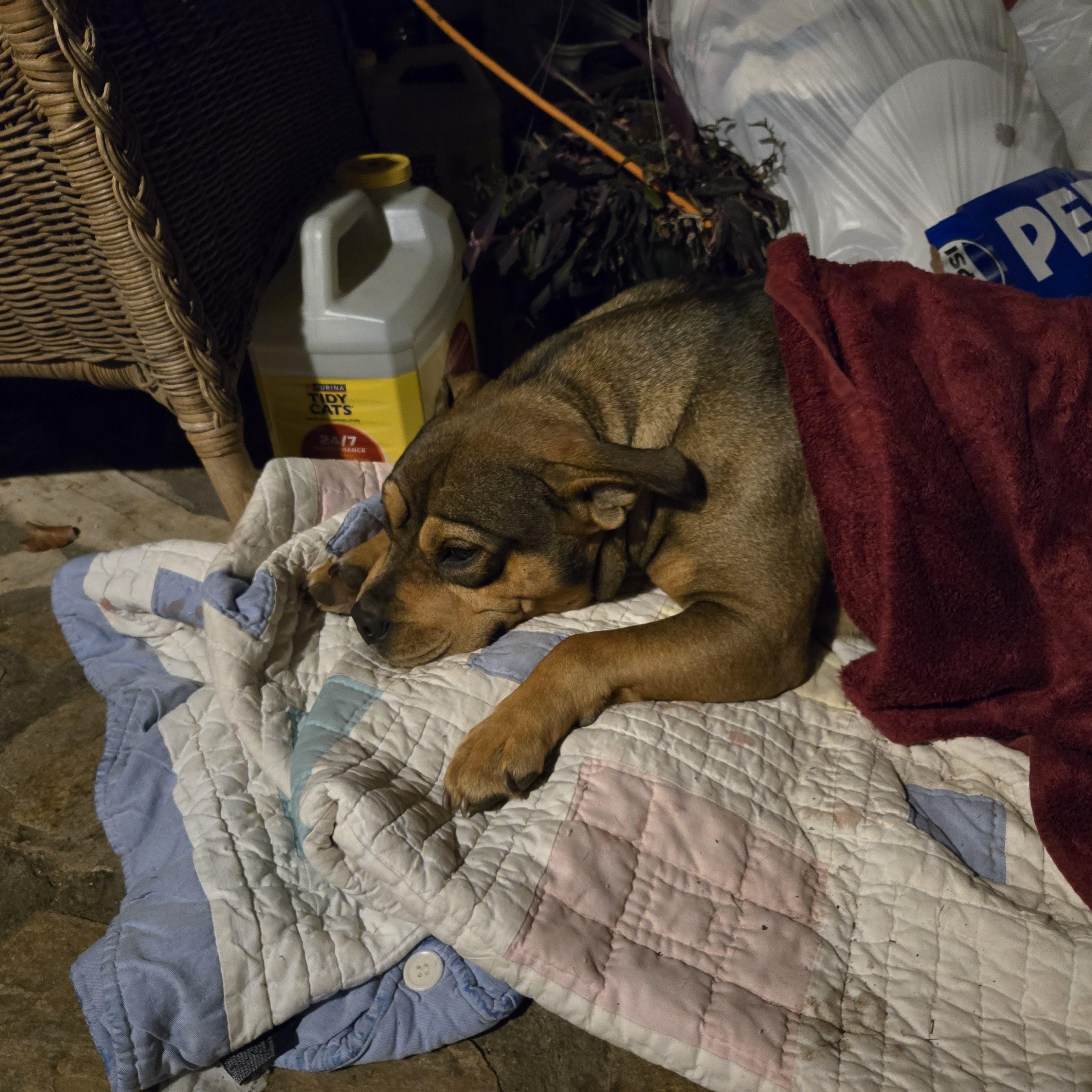 Sissy, a ADOPTABLE mixed breed in High Point, NC image 2/4