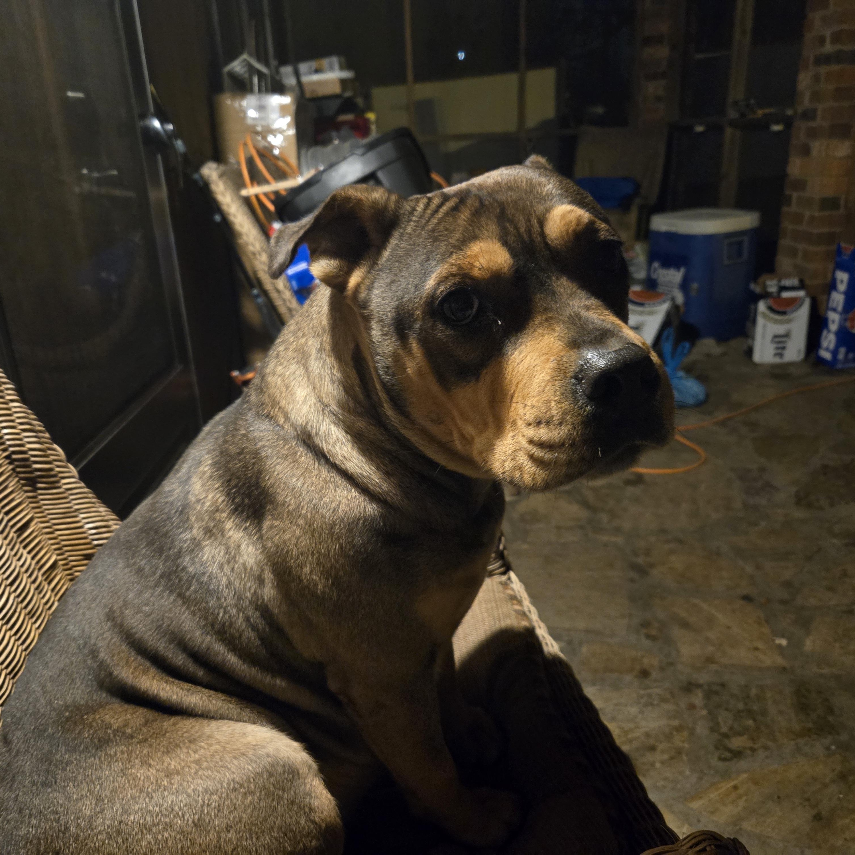 Sissy, a ADOPTABLE mixed breed in High Point, NC image 3/4