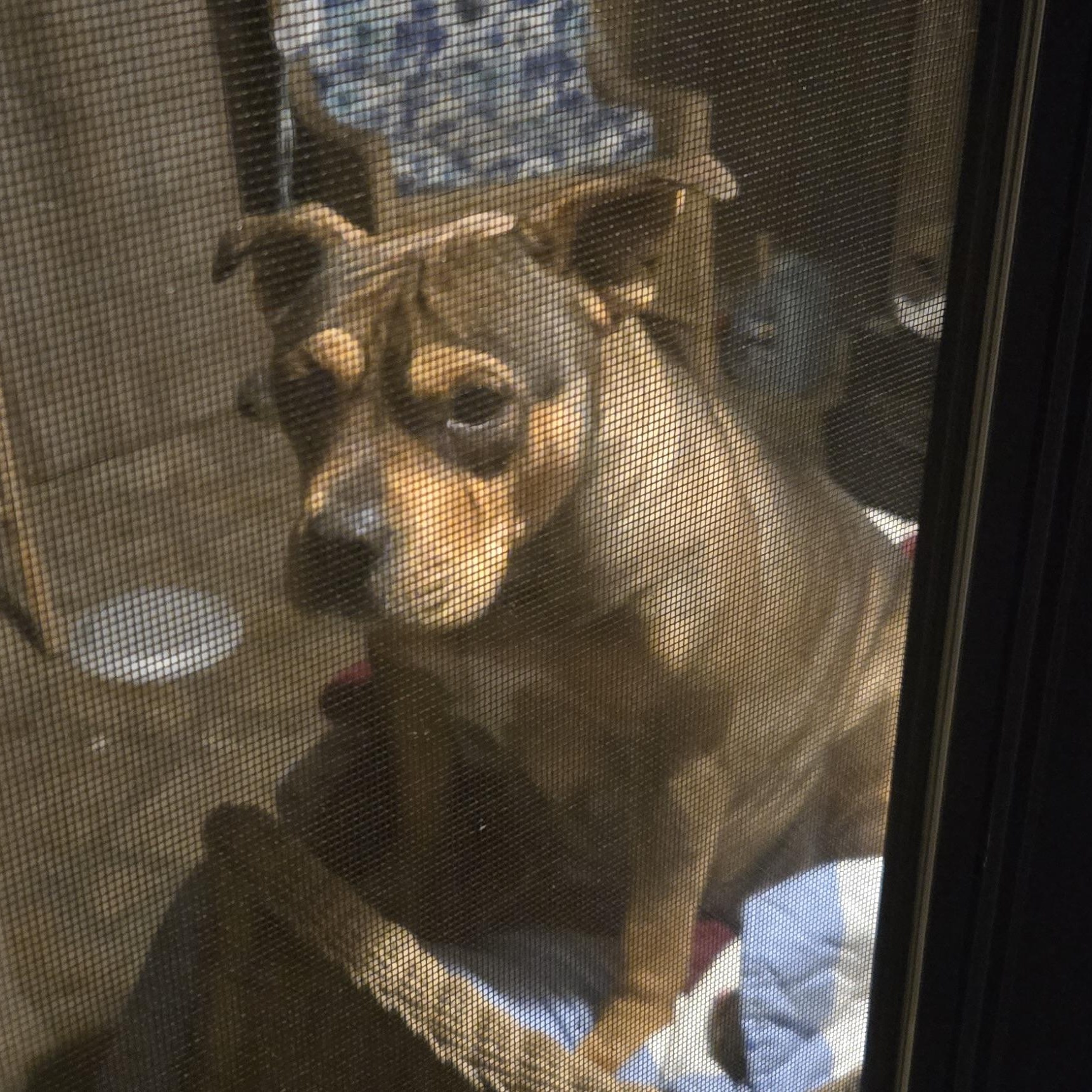 Sissy, a ADOPTABLE mixed breed in High Point, NC image 4/4