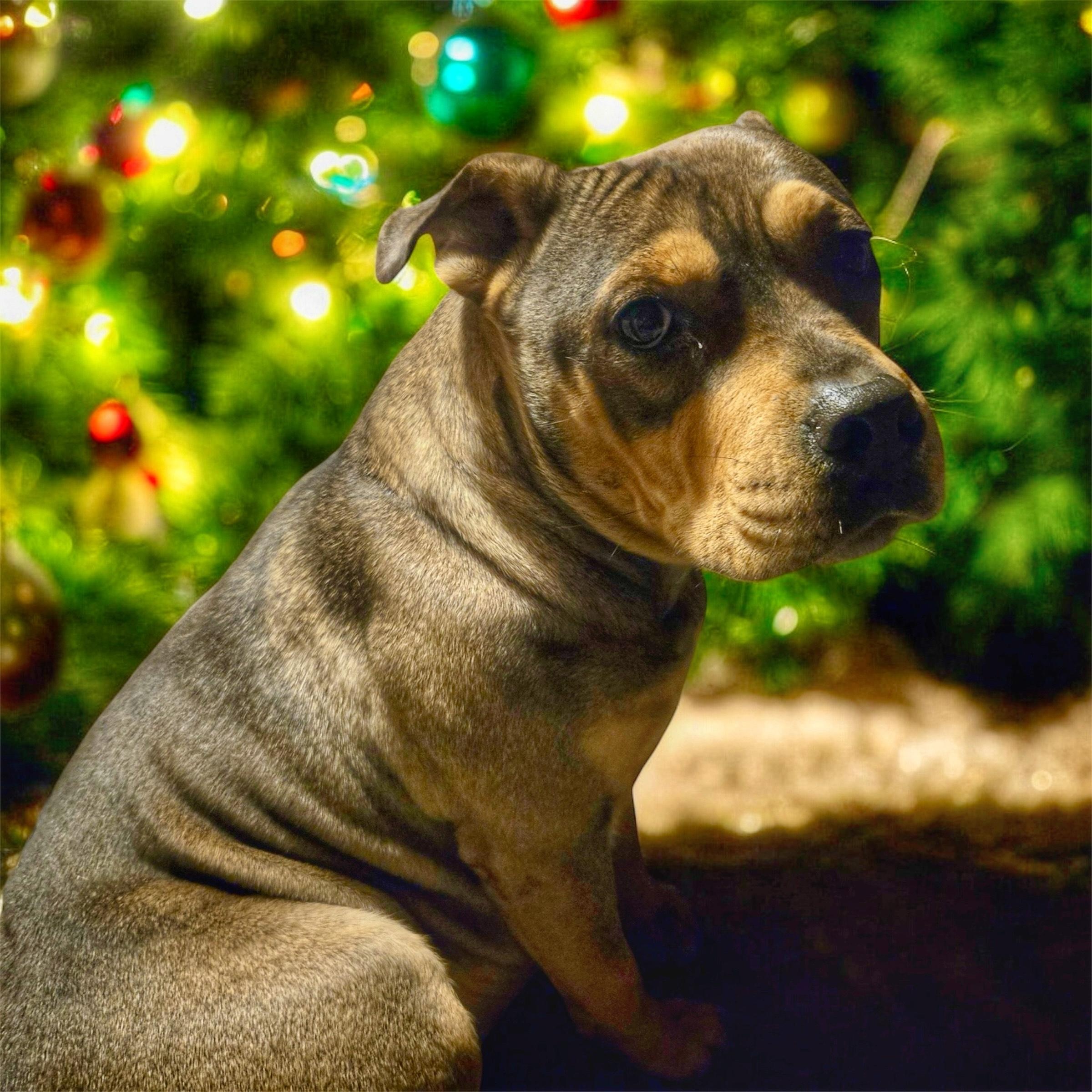 Sissy, ADOPTABLE, Adult Female American Bulldog & Boxer.