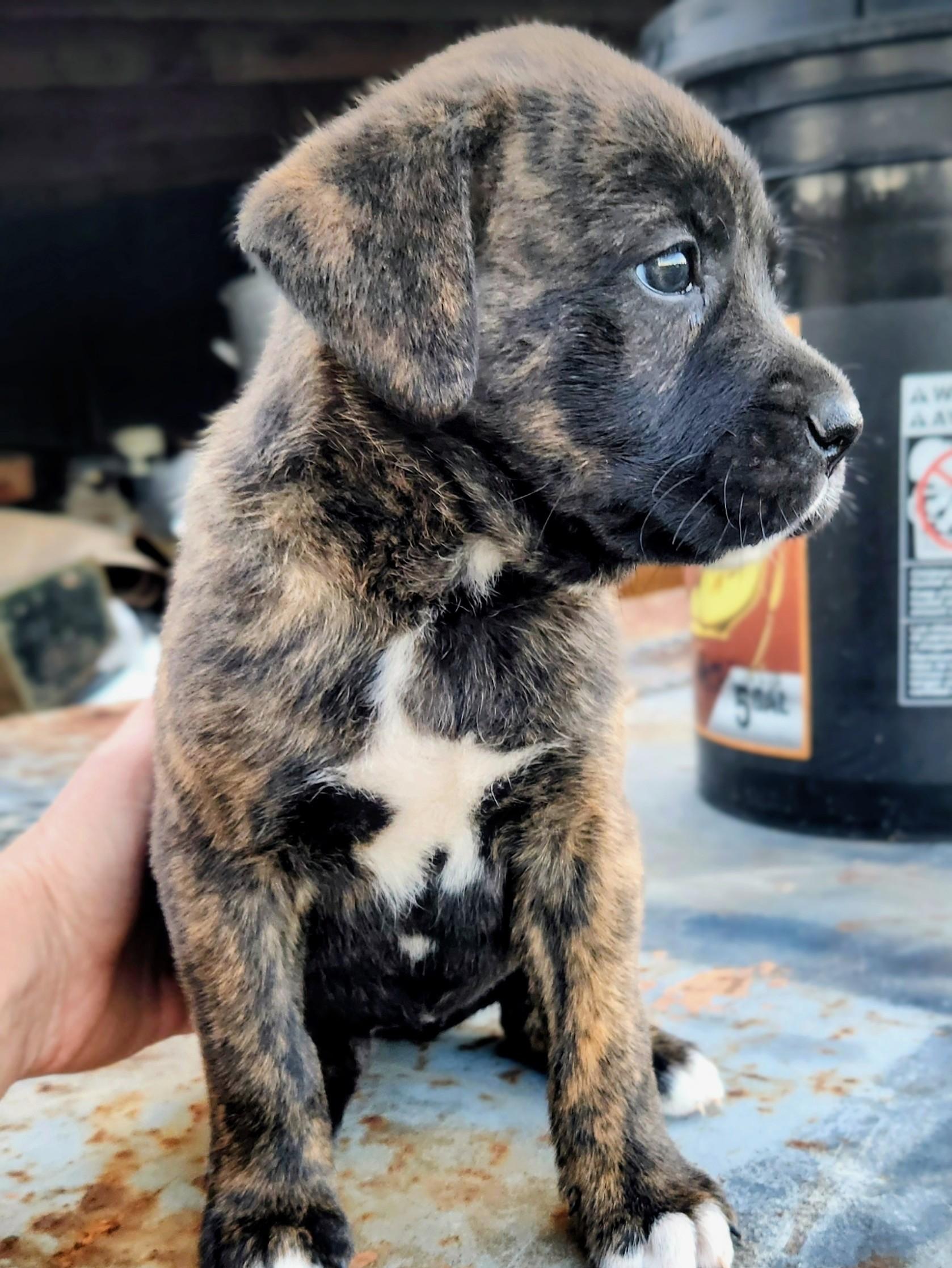 Harvest FCD#1102, Adopted, Puppy Female Boxer.