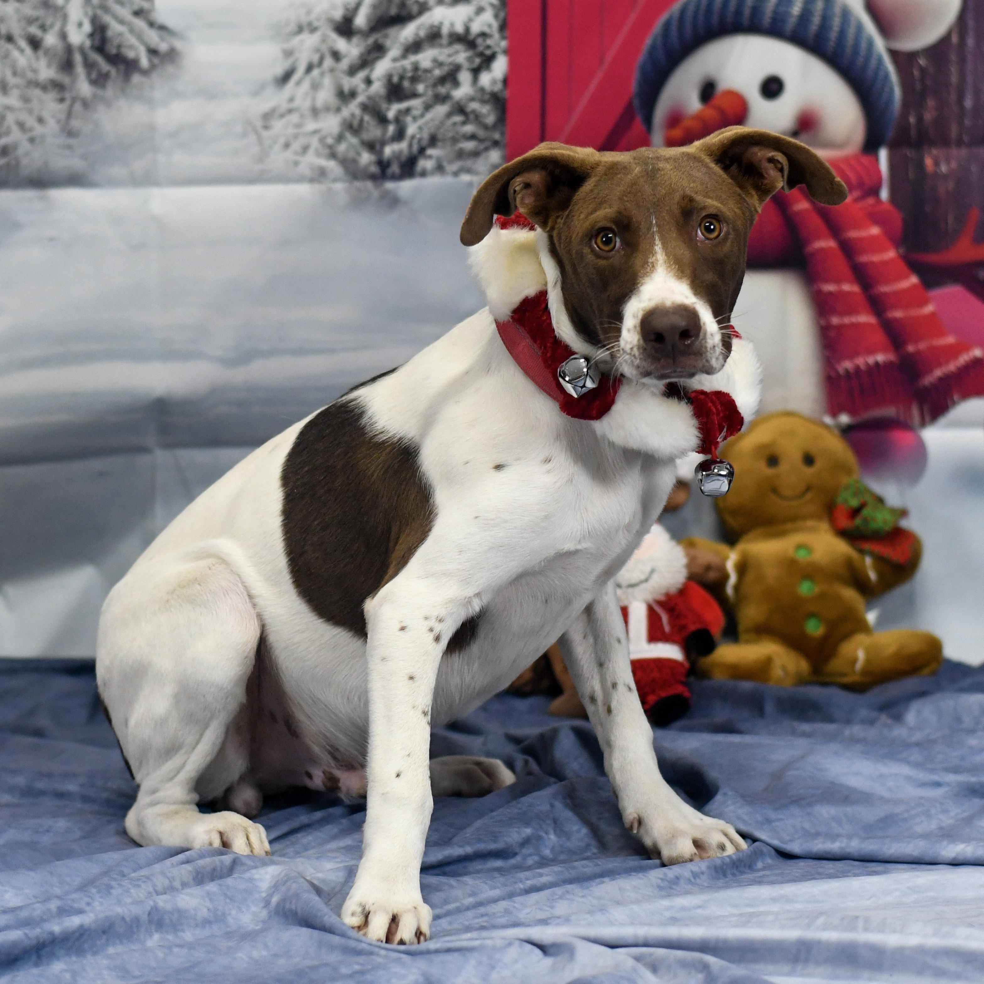 Enlarge Ben, an adopted mixed breed in Defuniak Springs, FL image 1/1