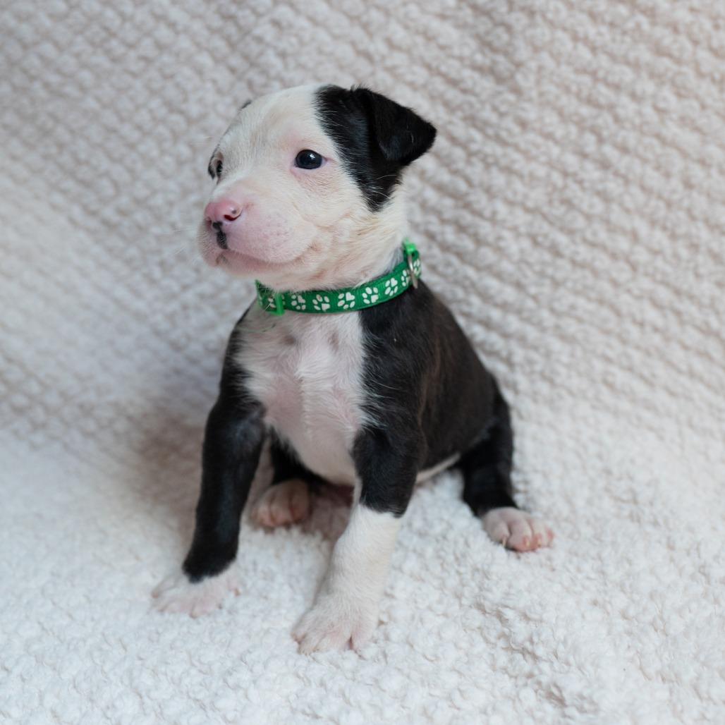 Bogey, Adoptable, Puppy Male Black Labrador Retriever & Rottweiler.