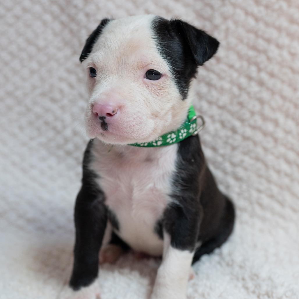 Enlarge Bogey, a Adoptable mixed breed in Fulton, MO image 3/4