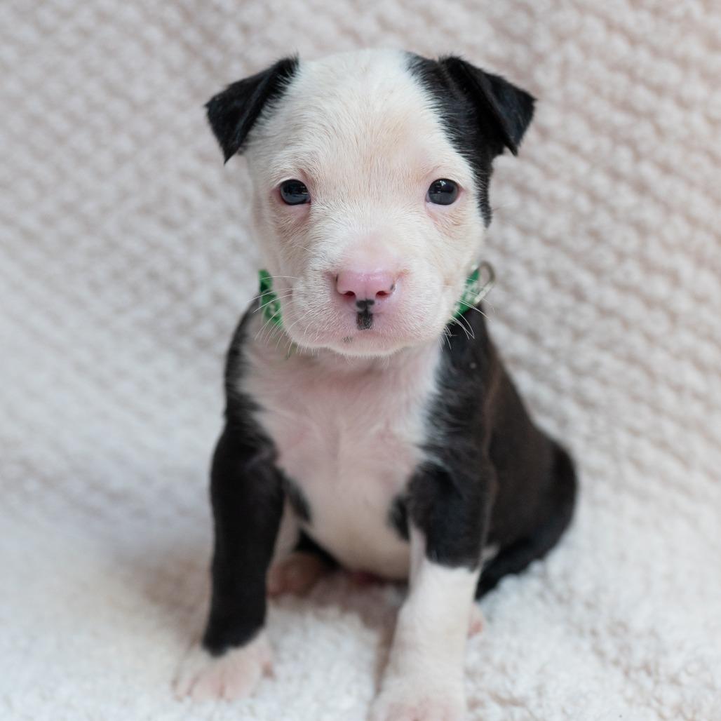 Enlarge Bogey, a Adoptable mixed breed in Fulton, MO image 4/4