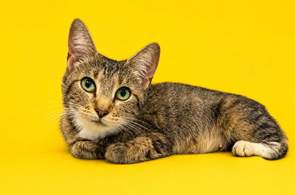 Deliaha, Adoptable, Young Female Domestic Short Hair.