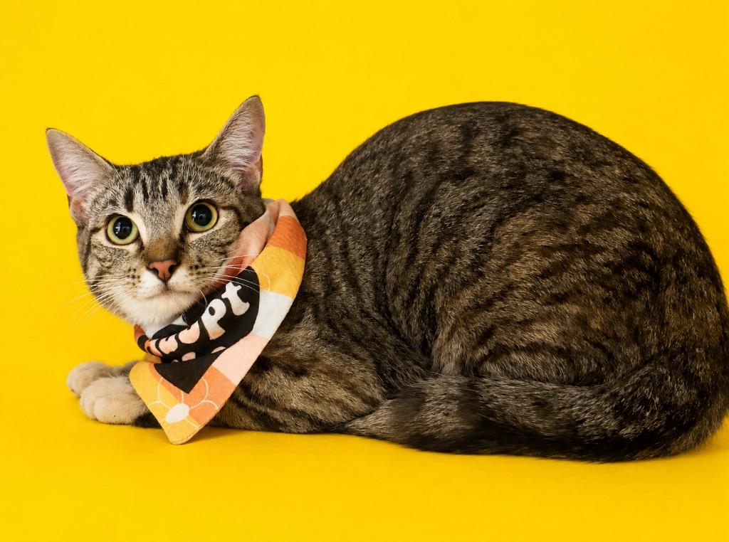 Deliaha, a Adoptable mixed breed in Columbia, TN image 2/2
