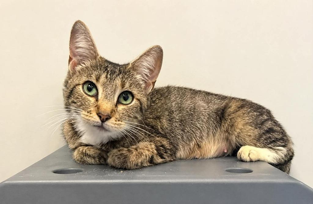 Deliaha, Adoptable, Young Female Domestic Short Hair.