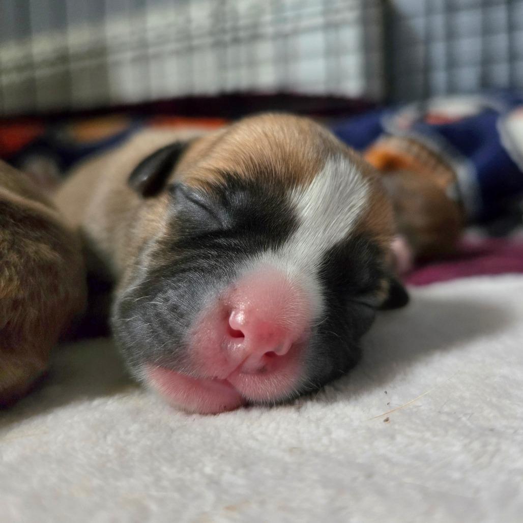 CT Cavatappi avail Dec 27, Adoptable, Puppy Male Chihuahua.