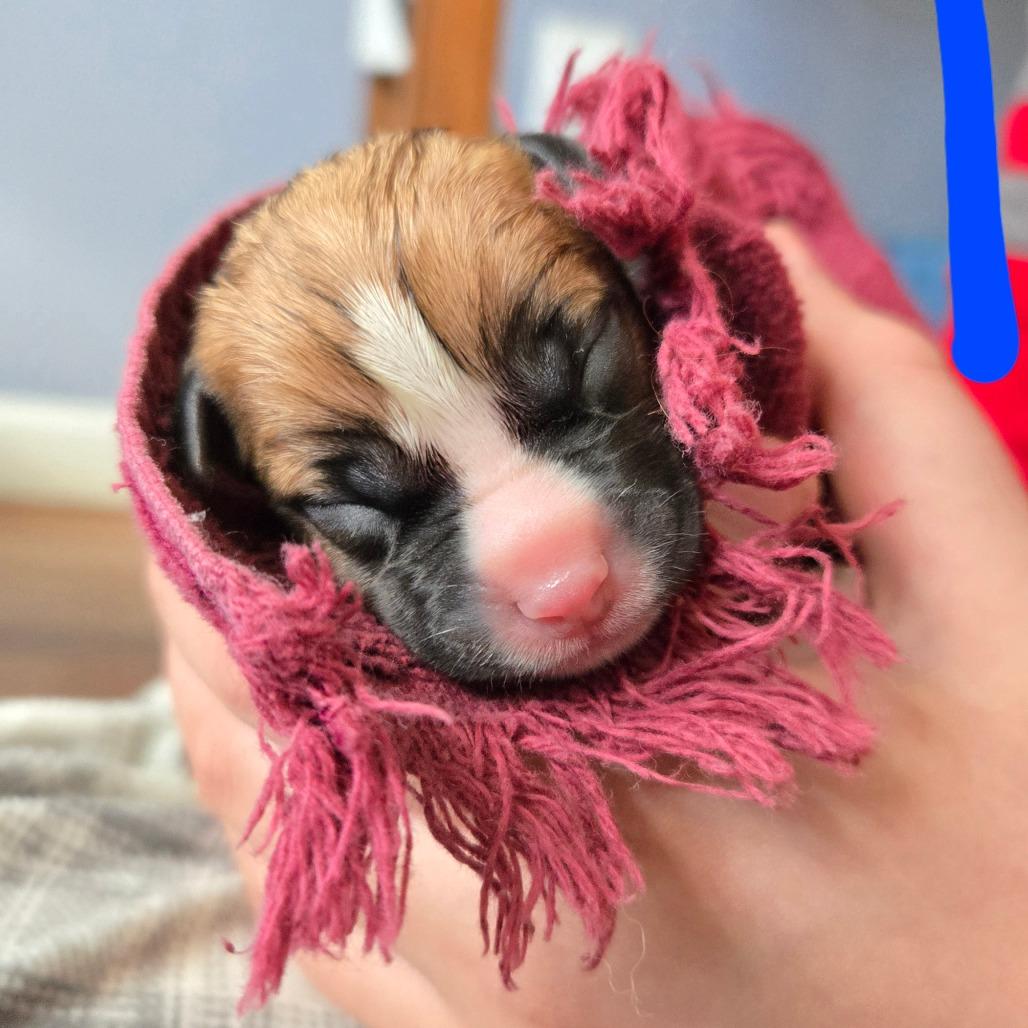 Enlarge CT Cavatappi avail Dec 27, a Adoptable mixed breed in Stormville, NY image 2/6