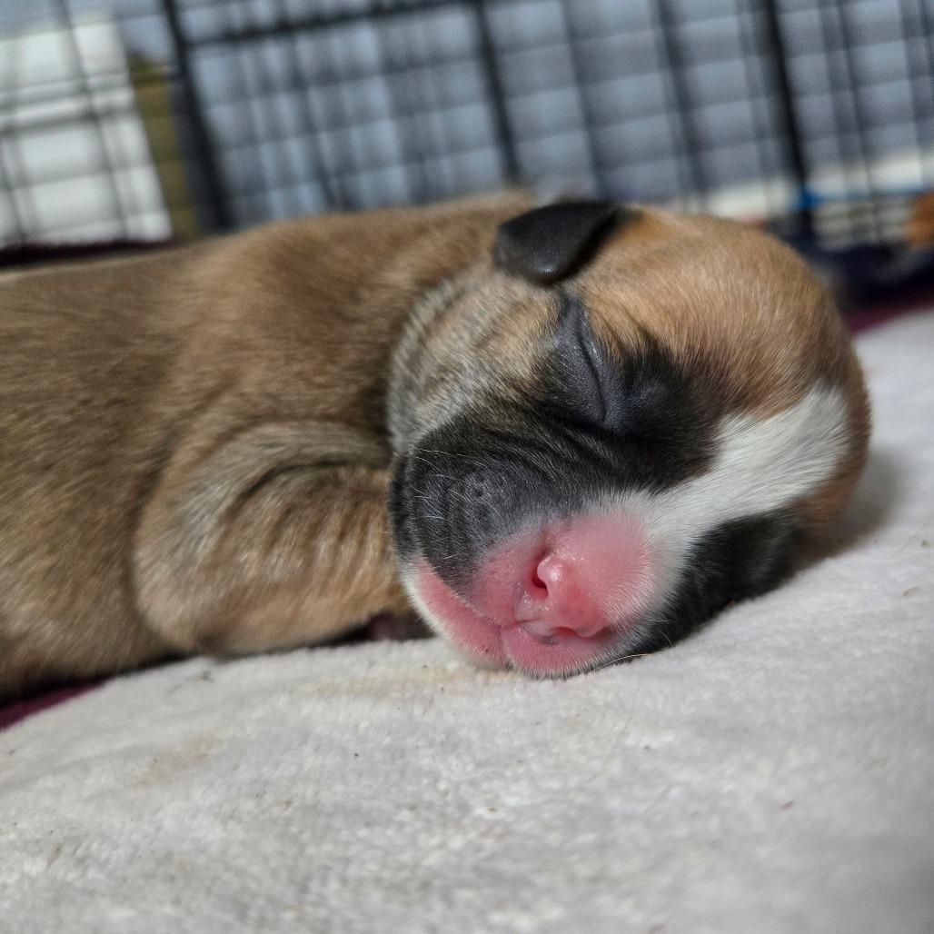 Enlarge CT Cavatappi avail Dec 27, a Adoptable mixed breed in Stormville, NY image 3/6