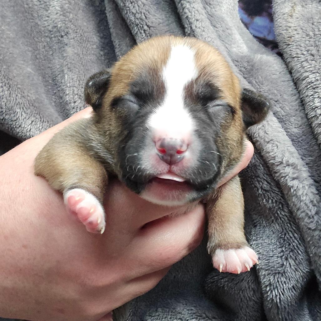 Enlarge CT Cavatappi avail Dec 27, a Adoptable mixed breed in Stormville, NY image 4/6