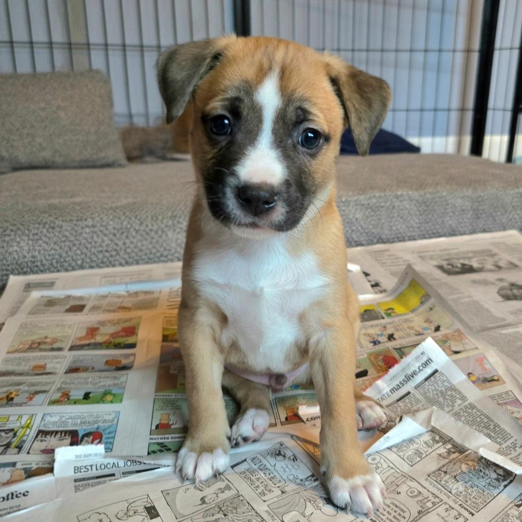 Enlarge CT Cavatappi avail Dec 27, a Adoptable mixed breed in Stormville, NY image 6/6