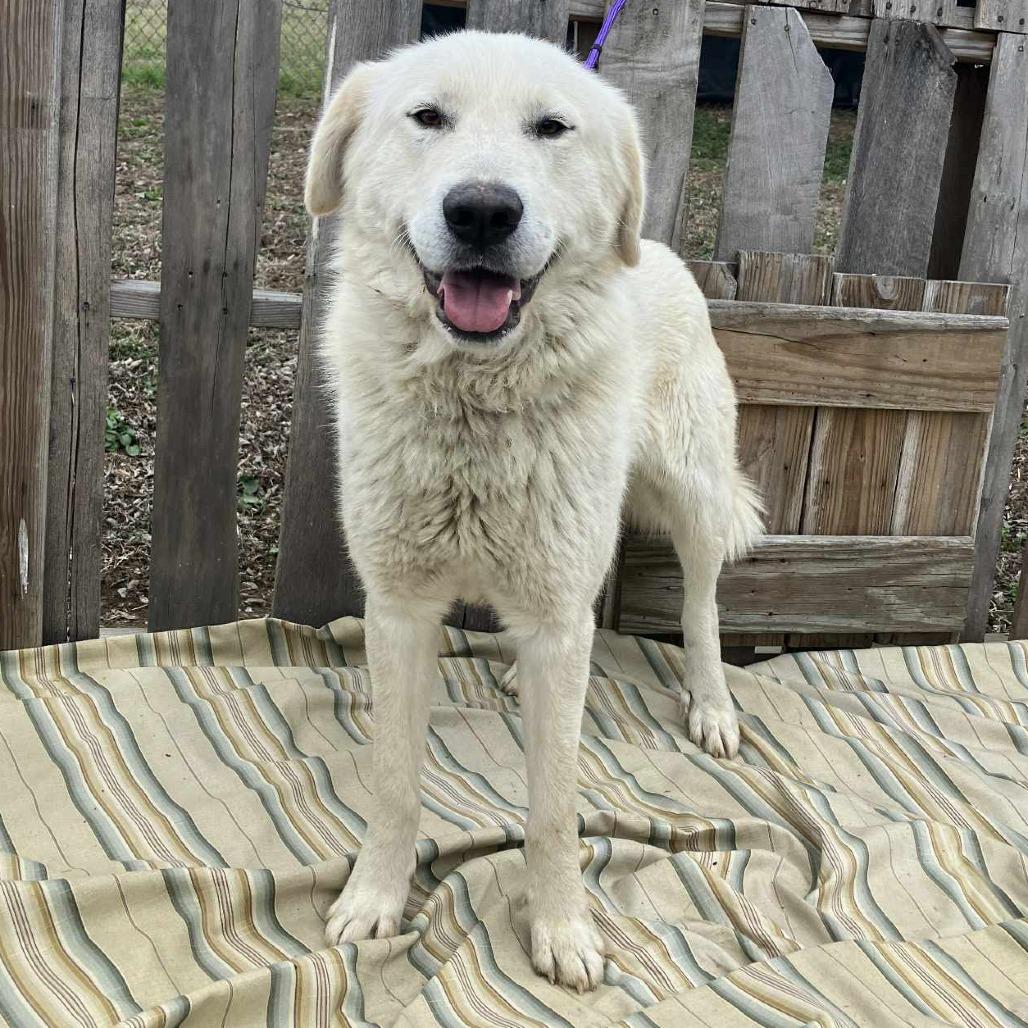 Felix, Adoptable, Adult Male Labrador Retriever.