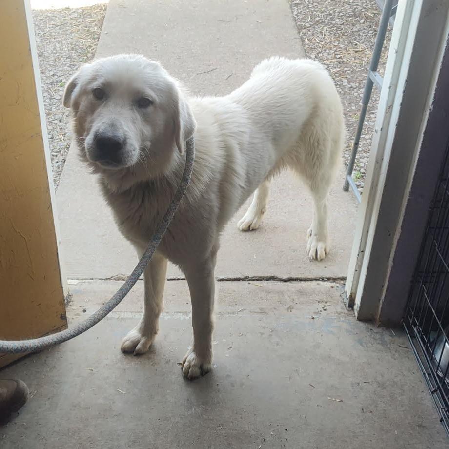 Enlarge TNGC-Stray-1083, a Adoptable Labrador Retriever in Pulaski, TN image 1/1