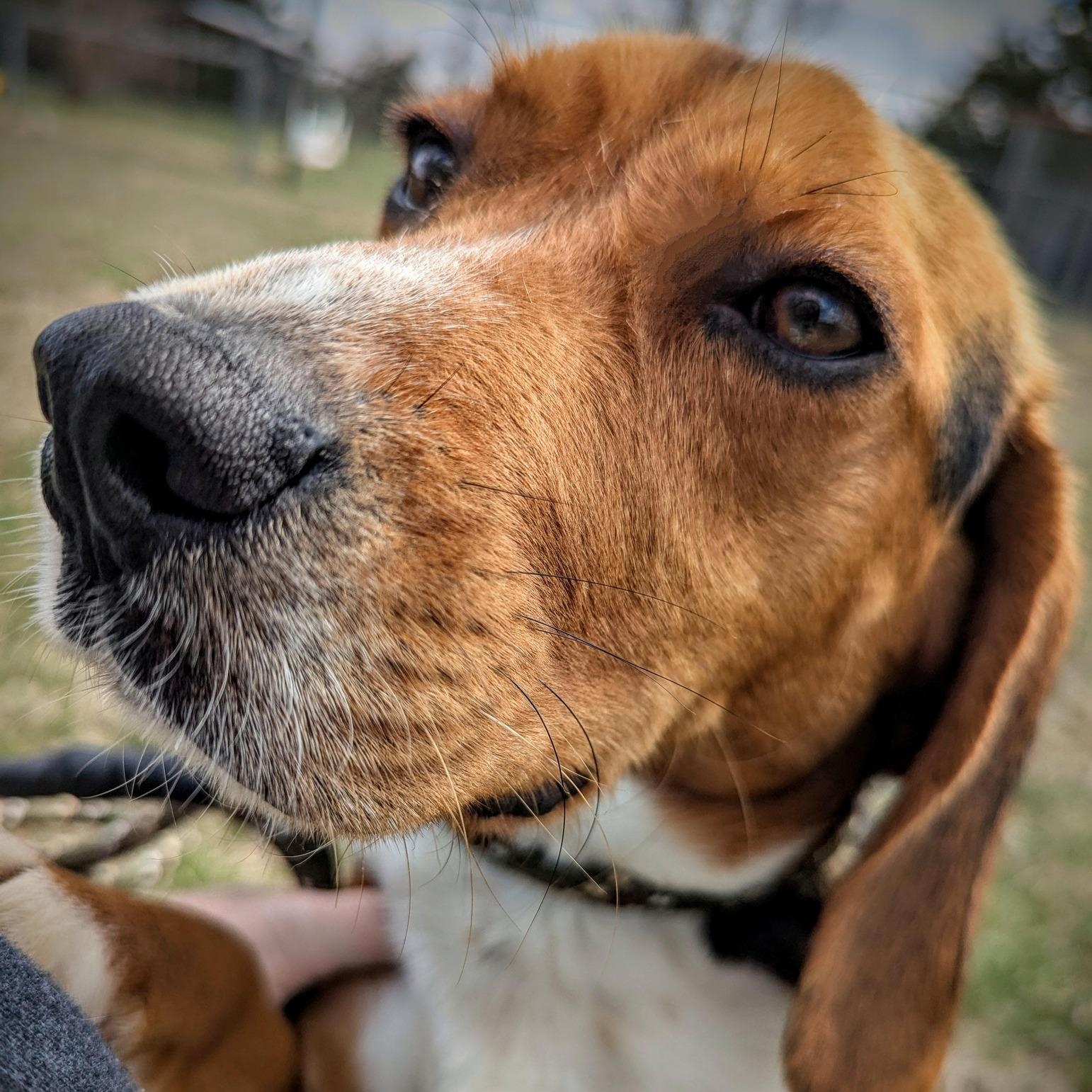 Enlarge Fred, a Adopted Beagle in Valley Falls, KS image 1/3