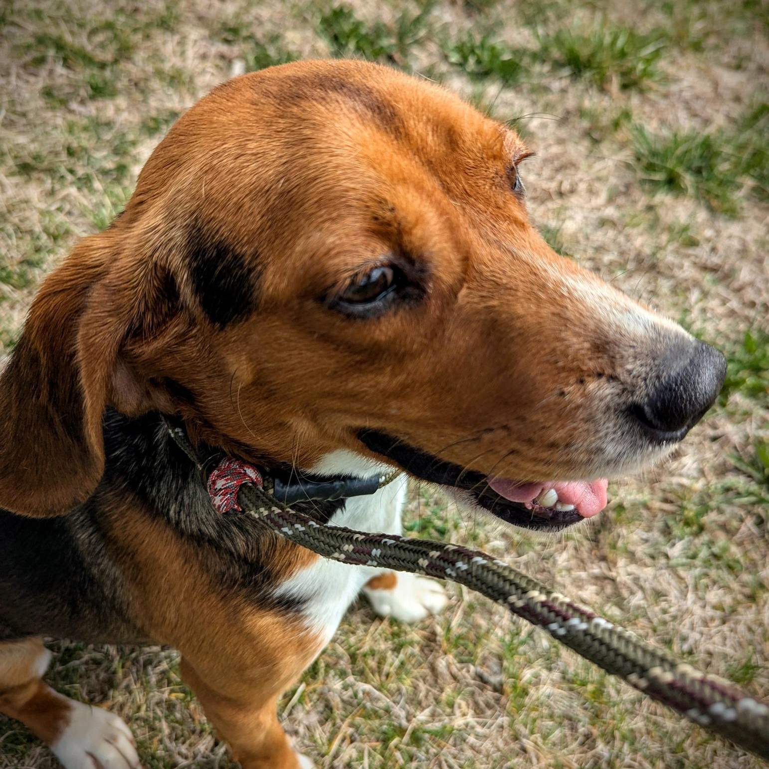 Enlarge Fred, a Adopted Beagle in Valley Falls, KS image 2/3