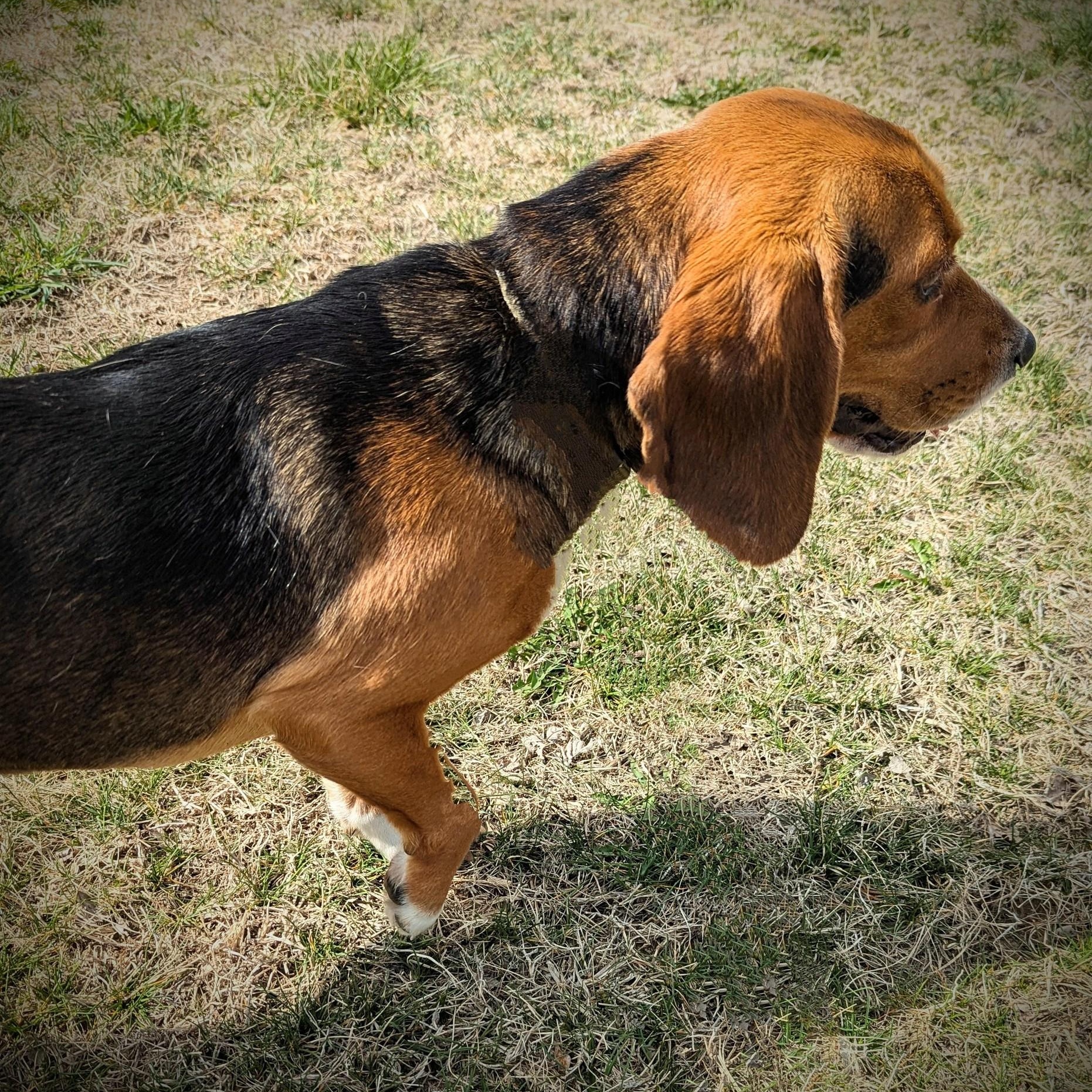 Enlarge Fred, a Adopted Beagle in Valley Falls, KS image 3/3