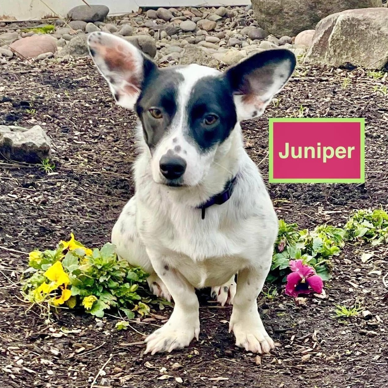 Juniper, Adoptable, Adult Female Corgi & Australian Cattle Dog / Blue Heeler.