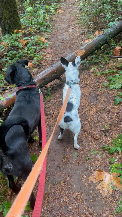 Enlarge Juniper, a Adoptable mixed breed in Saint Helens, OR video 6/6