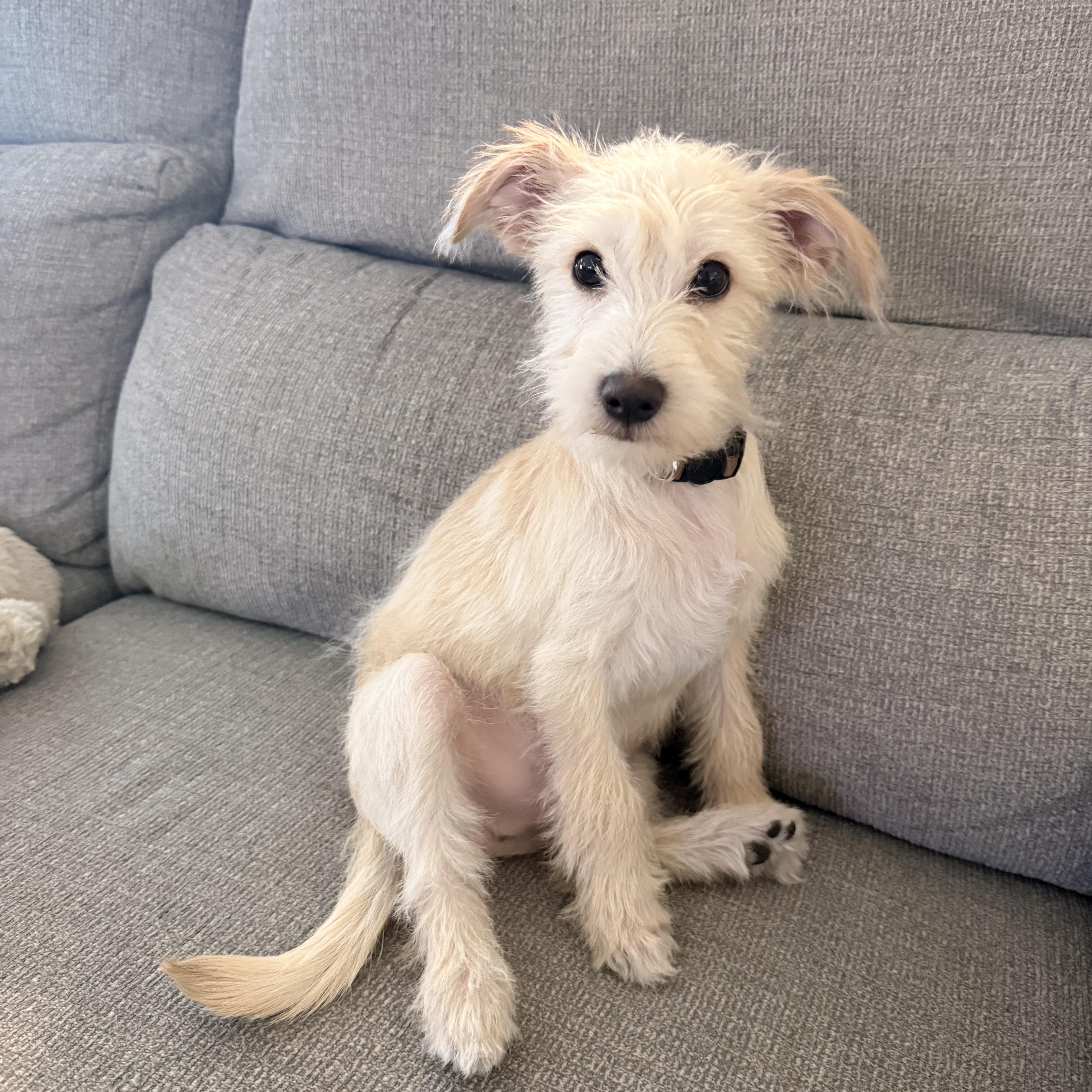 Cotija , Adoptable, Puppy Male Terrier & Chihuahua.