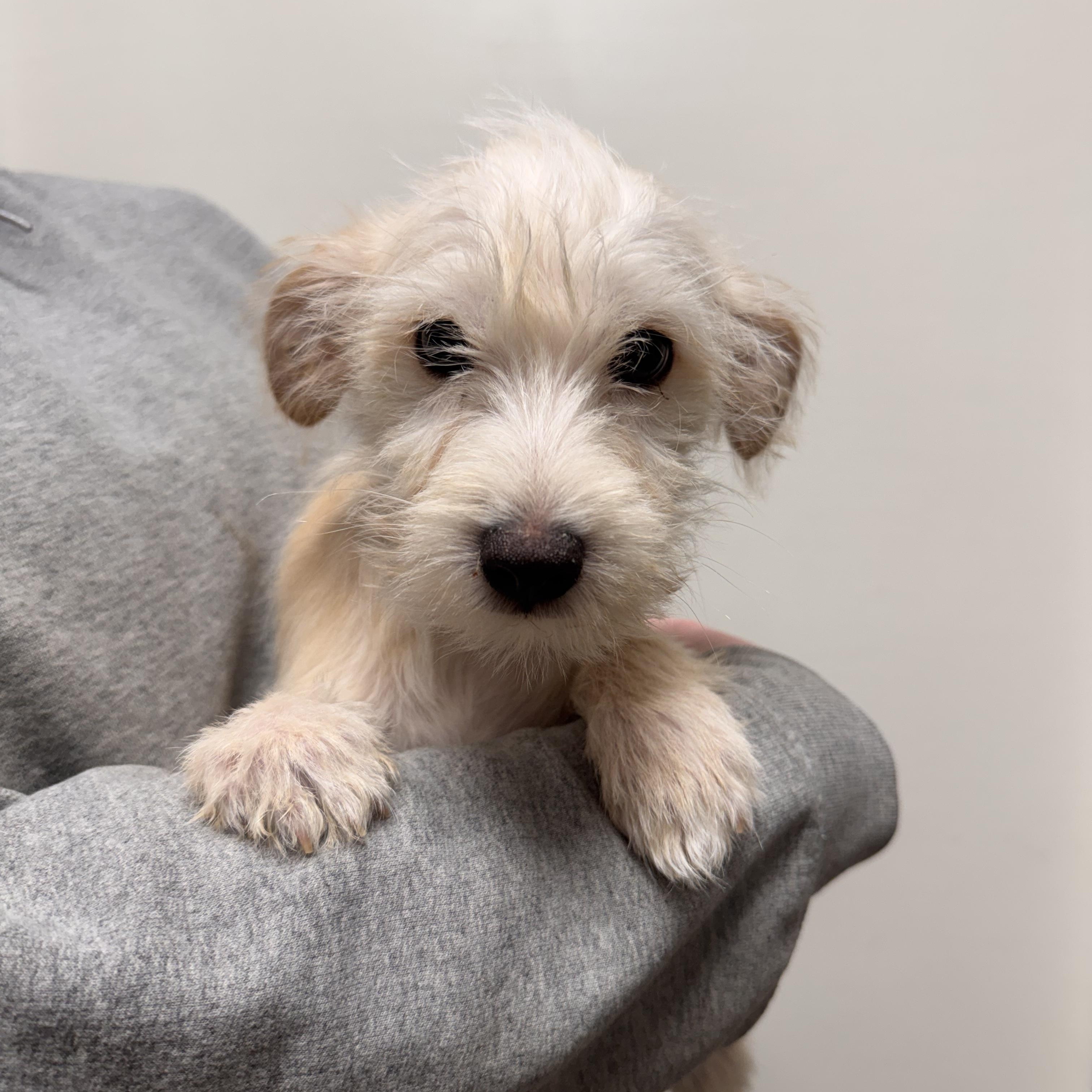 Cotija , Adoptable, Puppy Male Terrier & Chihuahua.