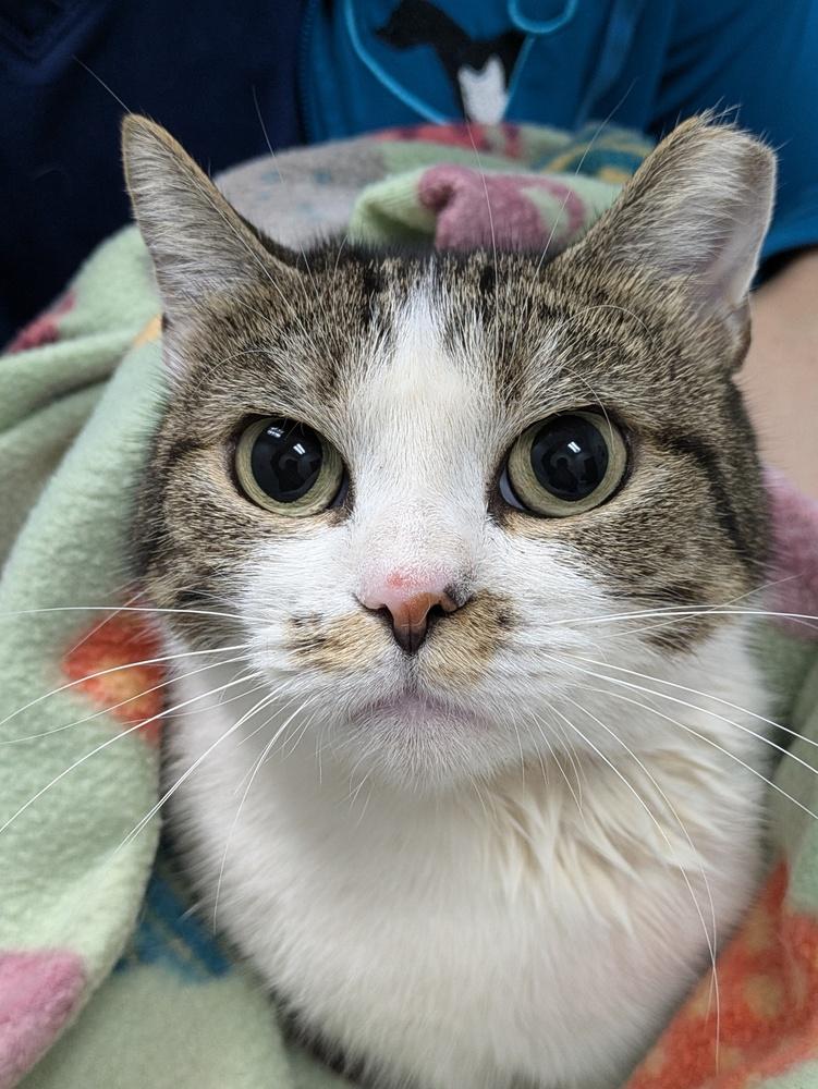 Enlarge Holly, a Adoptable Domestic Short Hair in Raleigh, NC image 1/1