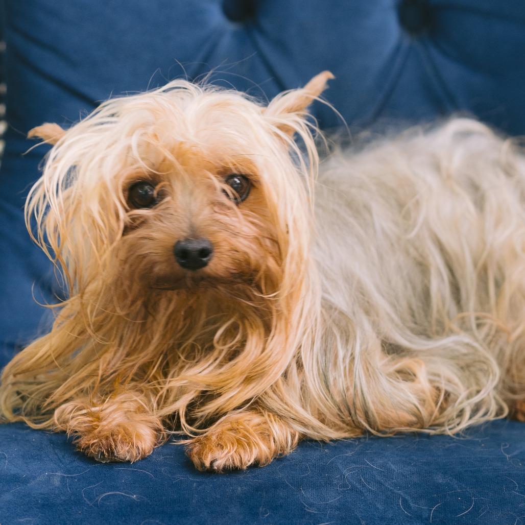 Enlarge Libby, a Adoptable Yorkshire Terrier in Zionsville, IN image 1/1