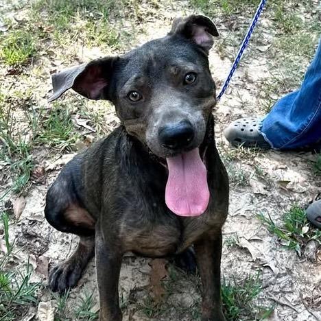 Arlo, Adoptable, Adult Male Labrador Retriever & Mixed Breed.