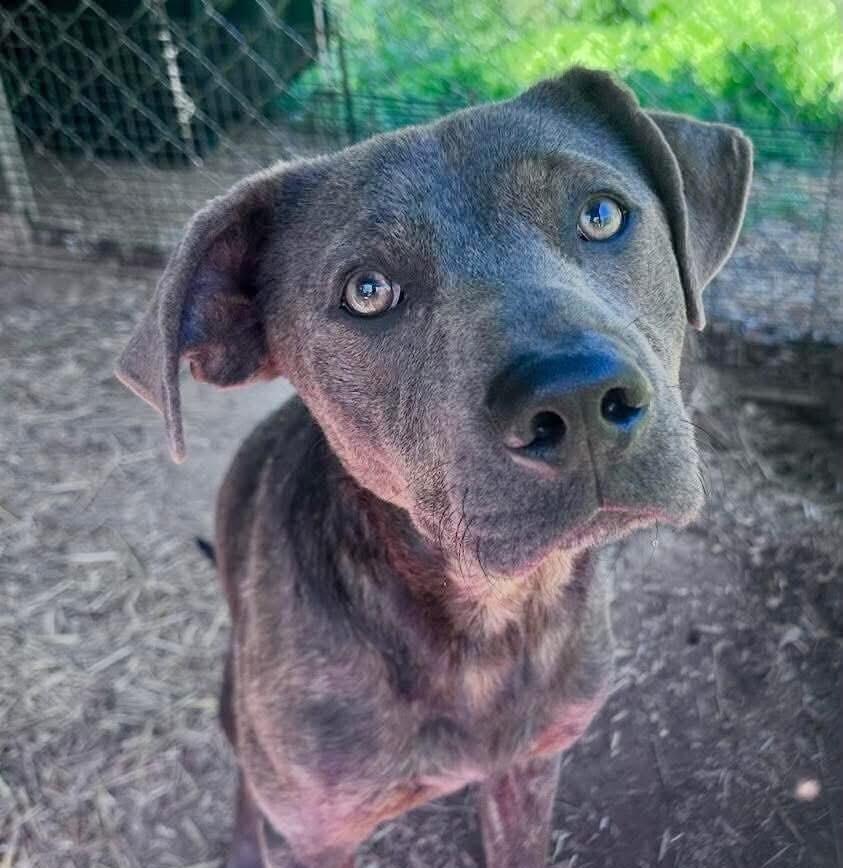 Enlarge Arlo, a Adoptable mixed breed in Long Island City, NY image 2/2