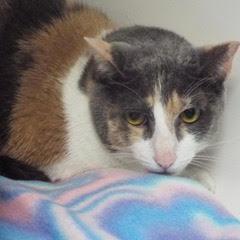 Foxy, Adult Female unknown