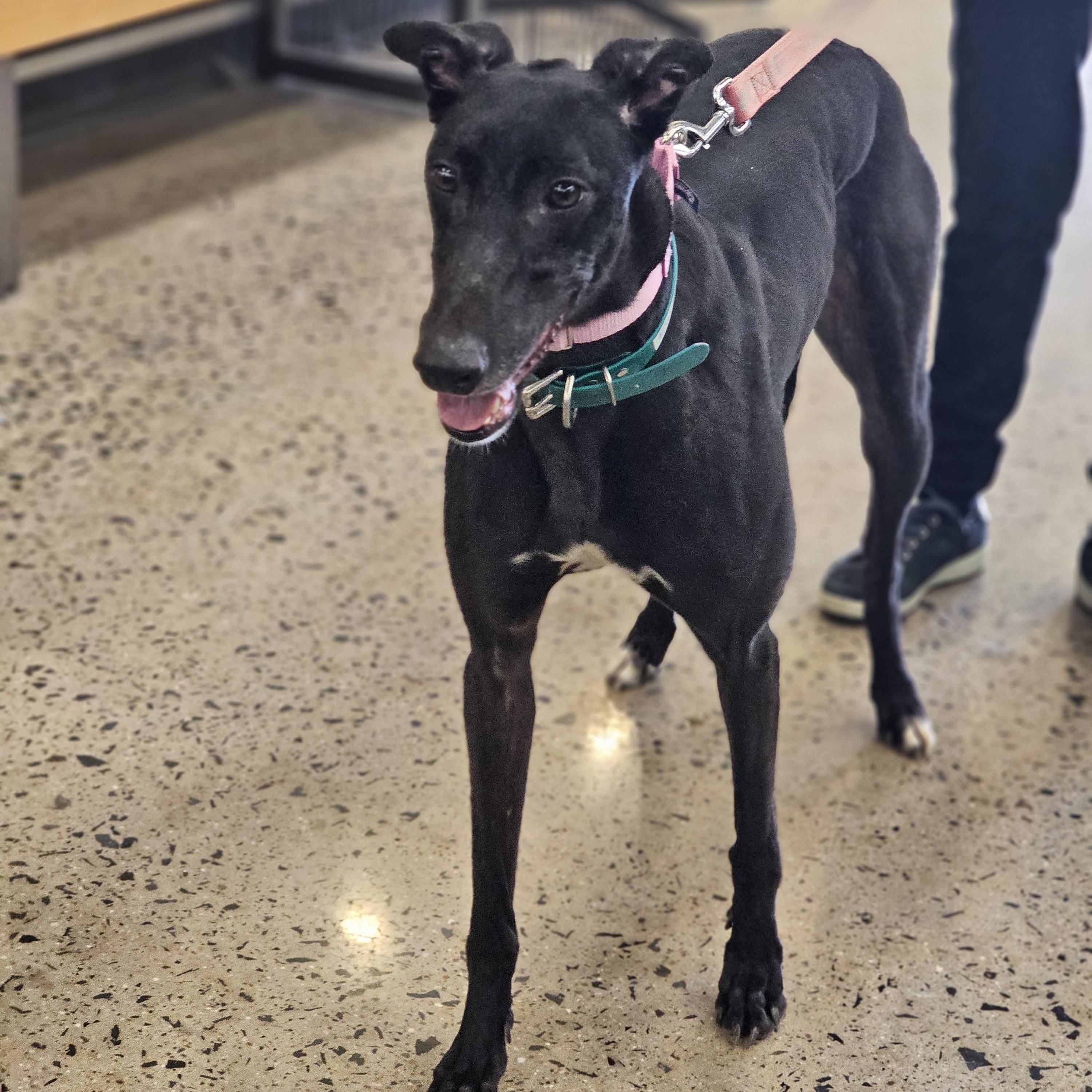 Dumb Money, ADOPTABLE, Young Female Greyhound.