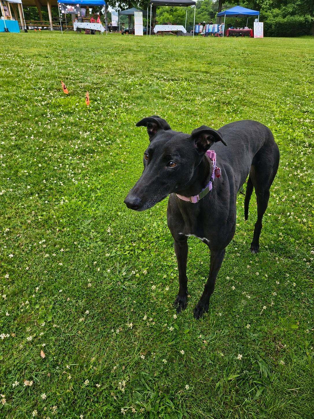 Dumb Money, a ADOPTABLE Greyhound in Allentown, PA image 2/4