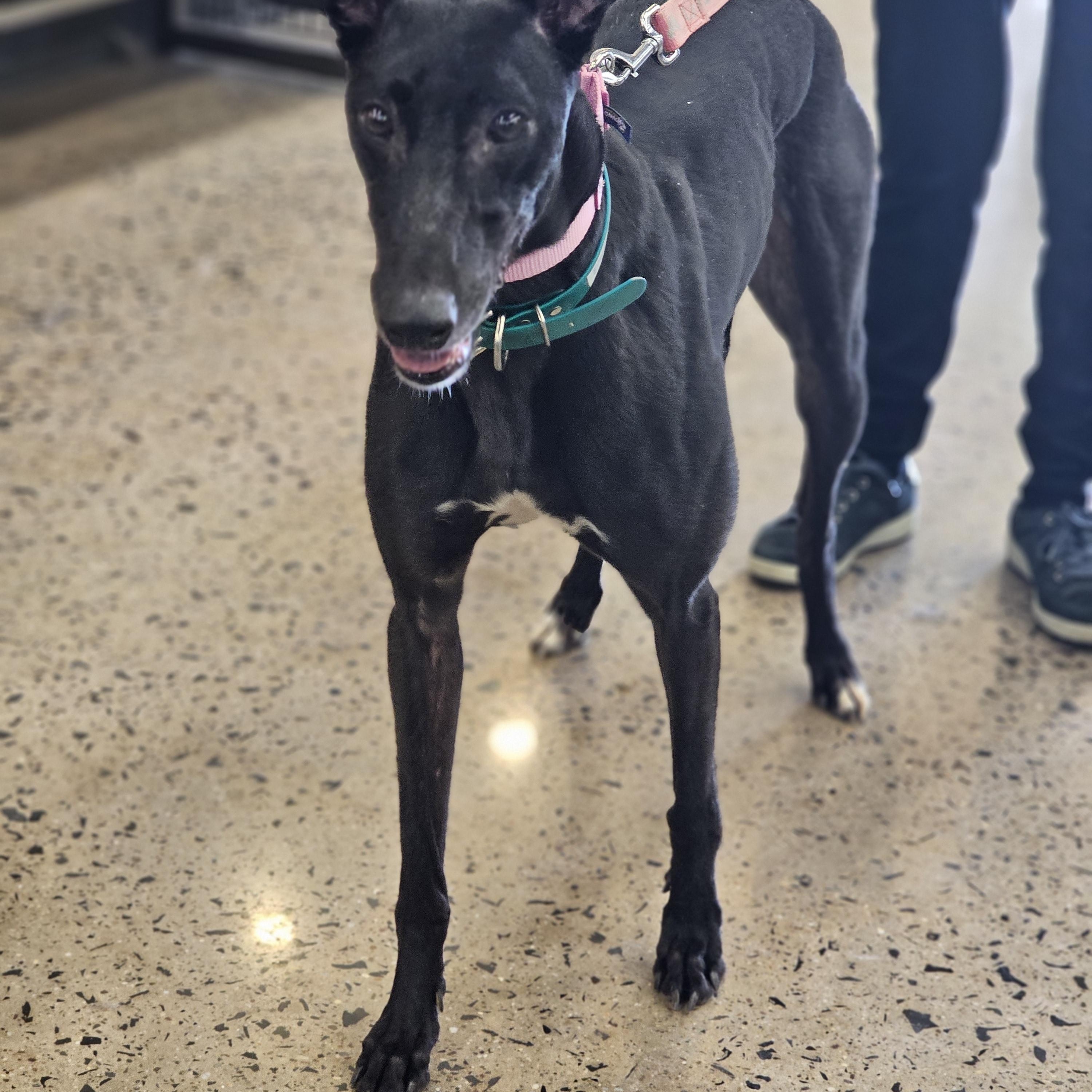 Enlarge Dumb Money, a ADOPTABLE Greyhound in Allentown, PA image 2/3