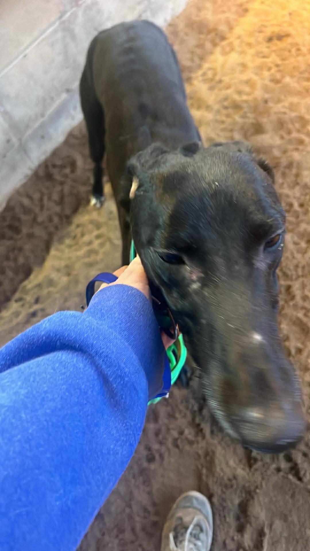 Enlarge Dumb Money, a ADOPTABLE Greyhound in Allentown, PA image 1/1