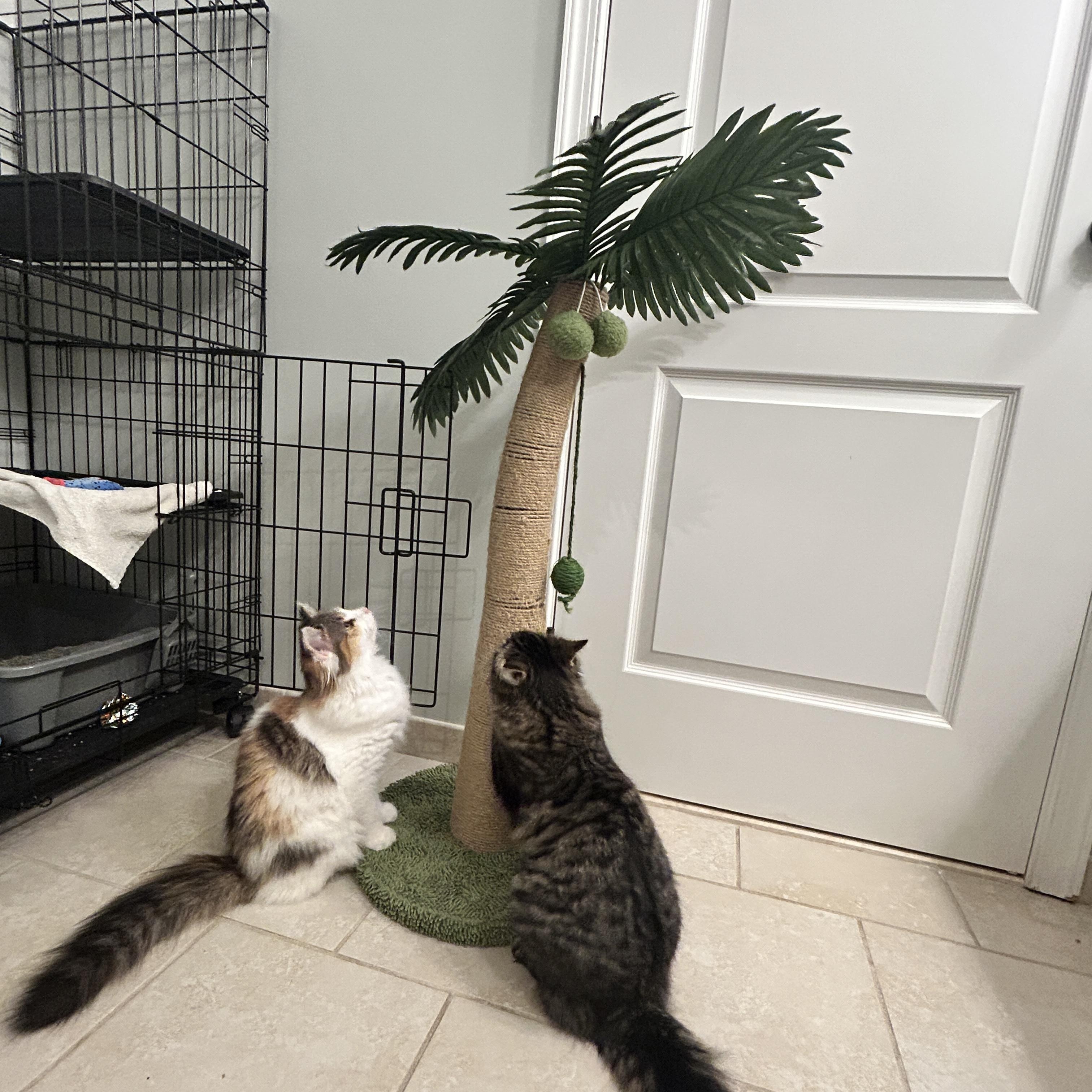 Enlarge Fancy & Frankie , an adopted Domestic Medium Hair in Canton, MA image 1/6