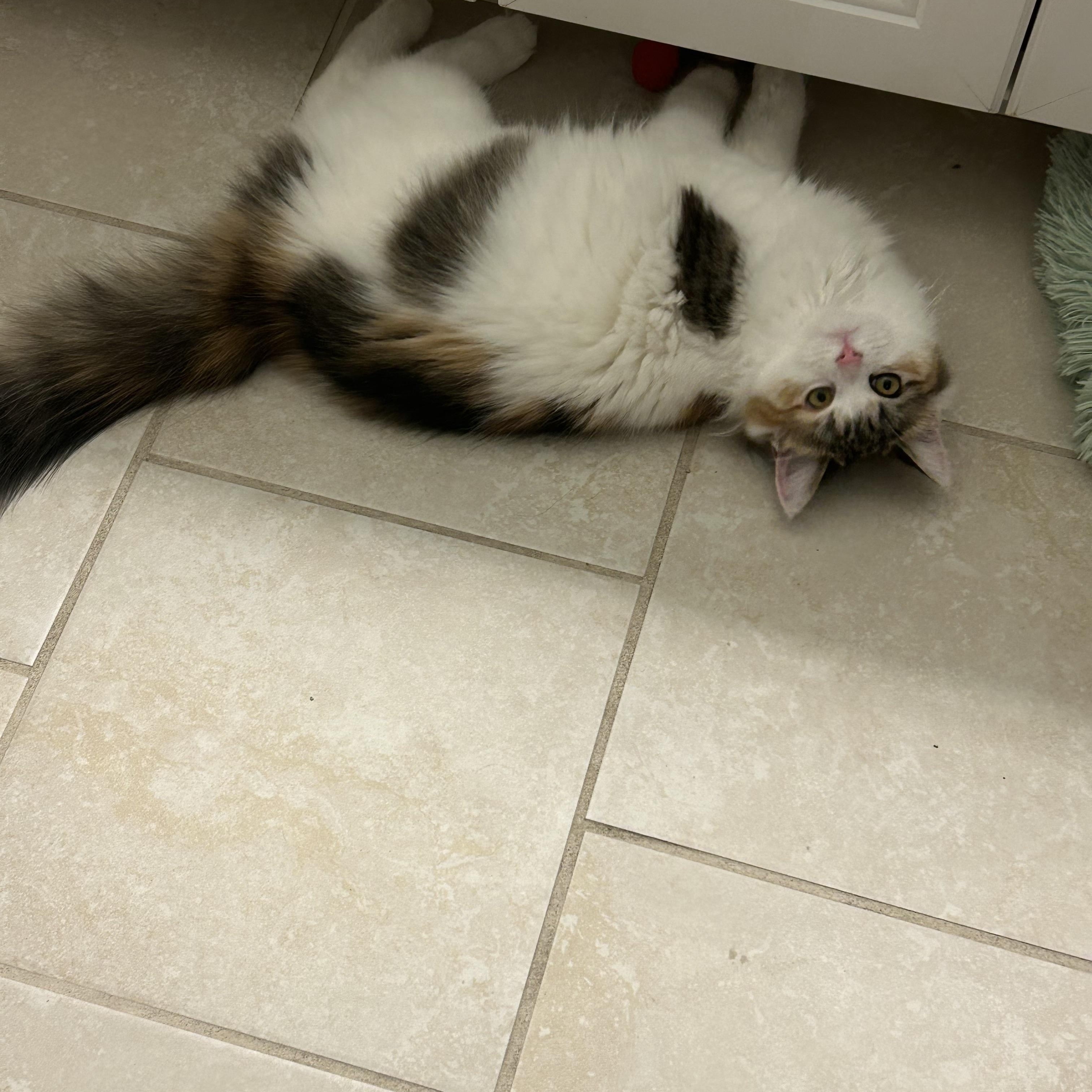 Enlarge Fancy & Frankie , an adopted Domestic Medium Hair in Canton, MA image 5/6