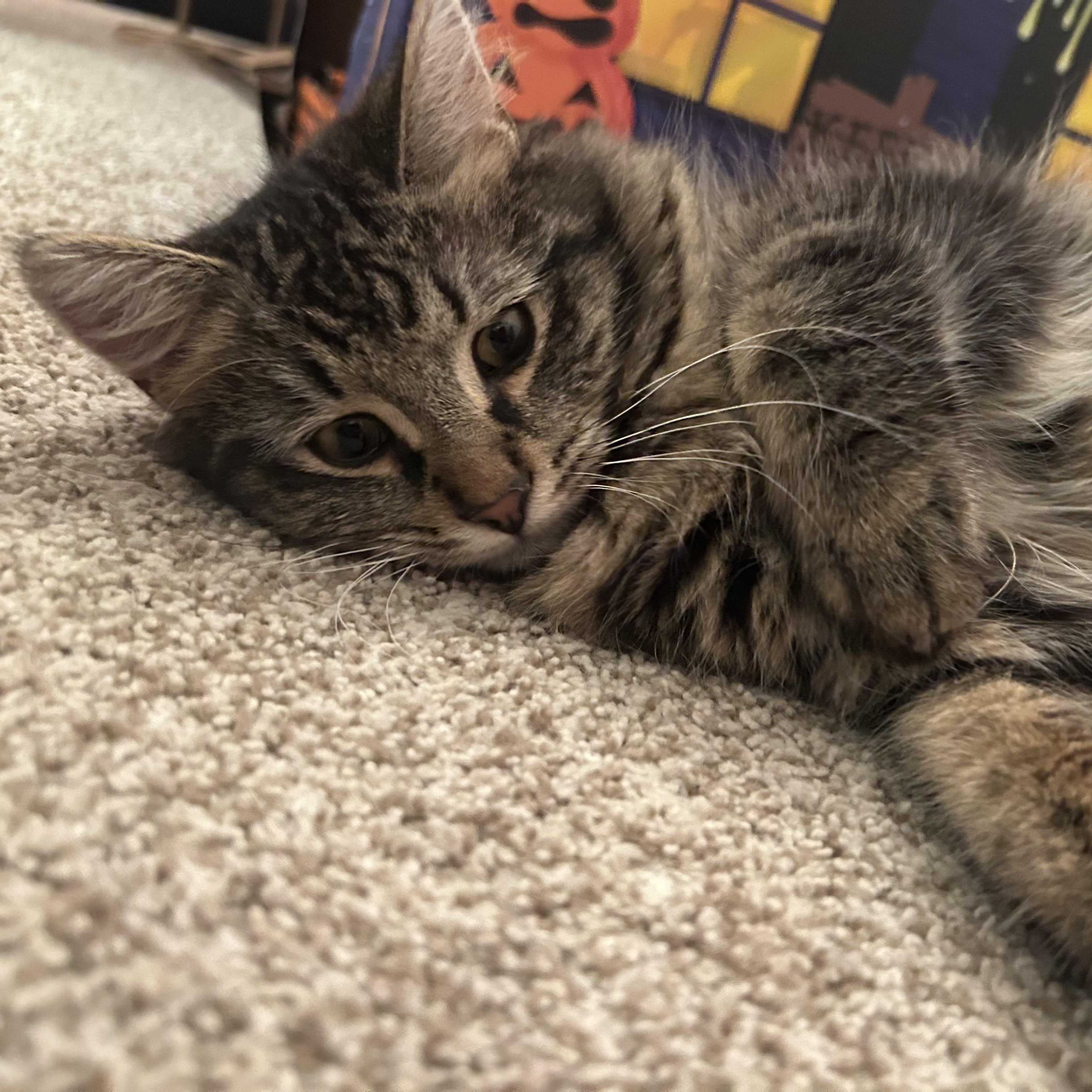 Enlarge Fancy & Frankie , an adopted Domestic Medium Hair in Canton, MA image 4/6