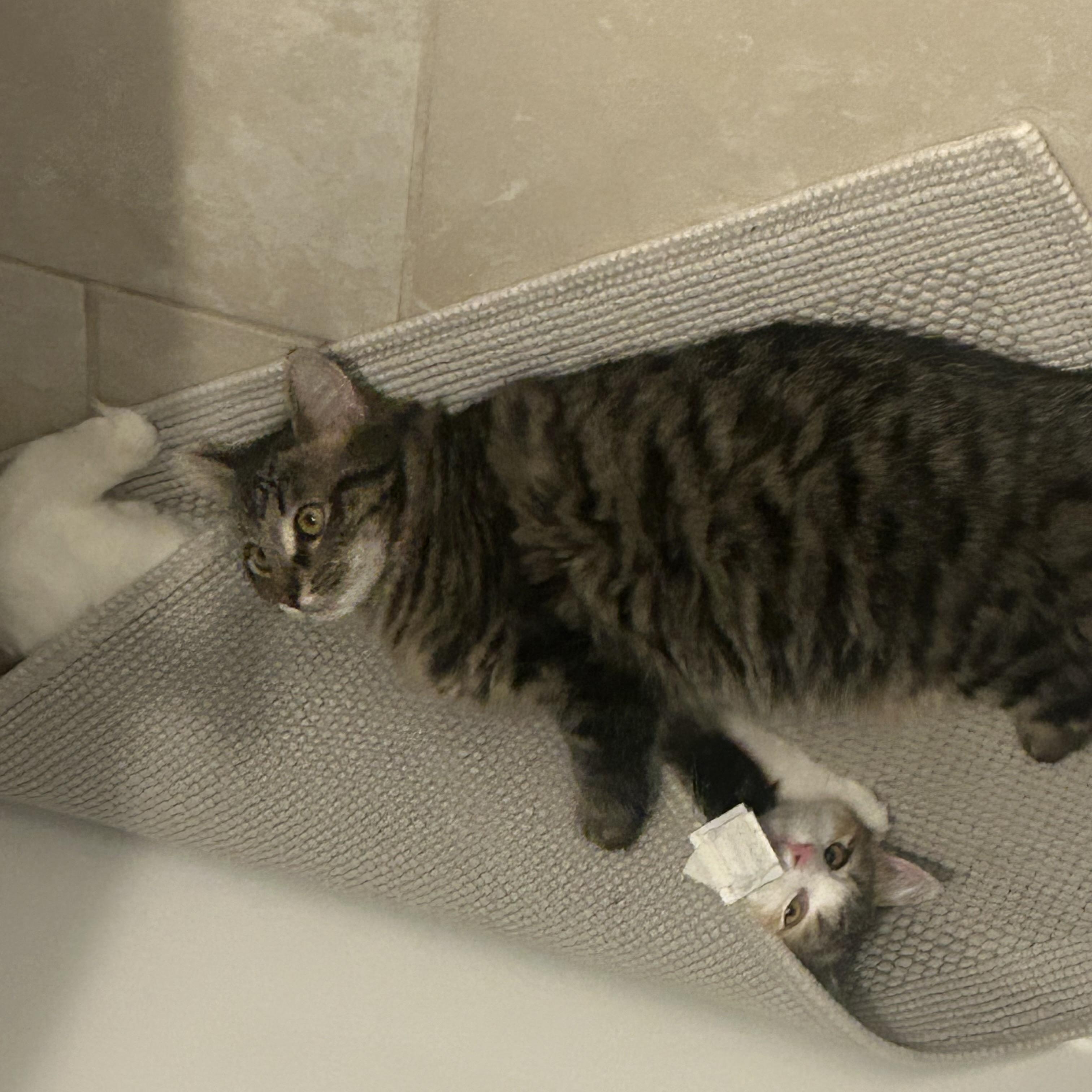 Enlarge Fancy & Frankie , an adopted Domestic Medium Hair in Canton, MA image 2/6