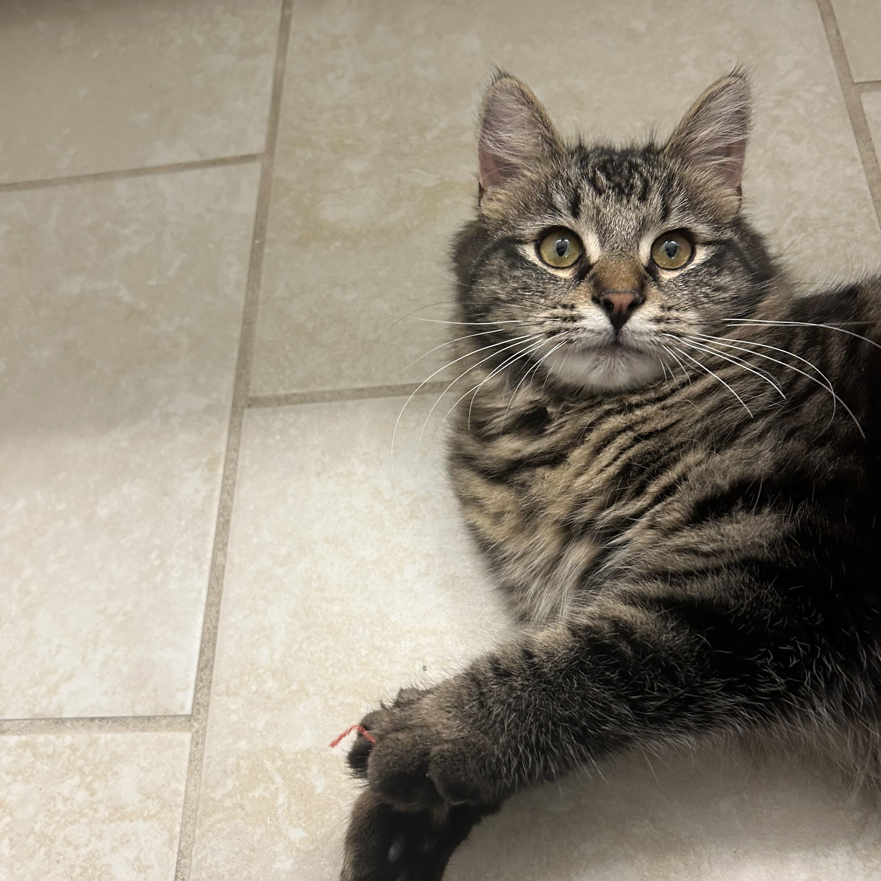 Enlarge Fancy & Frankie , an adopted Domestic Medium Hair in Canton, MA image 6/6