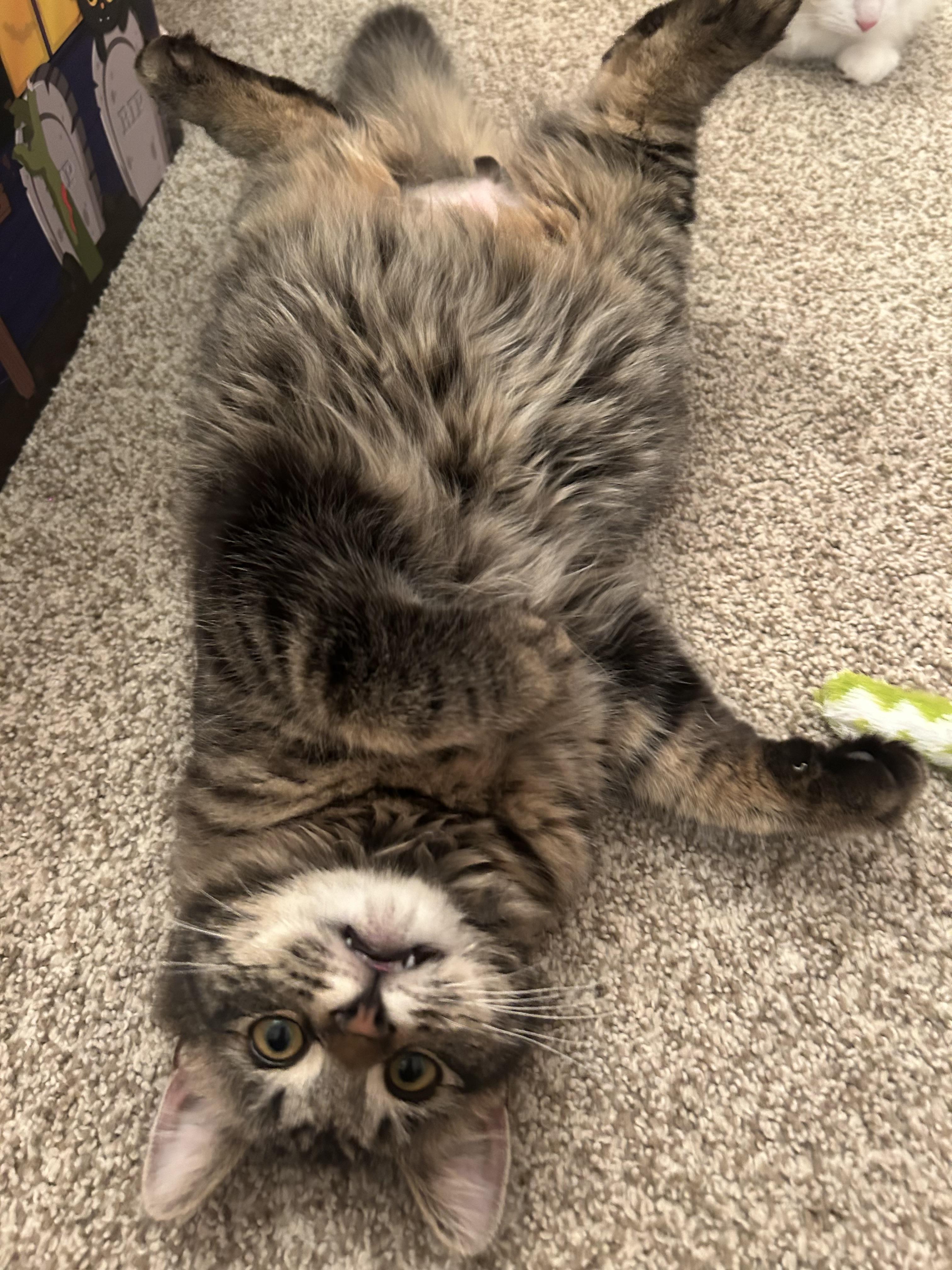 Enlarge Fancy & Frankie , an adopted Domestic Medium Hair in Canton, MA image 3/6