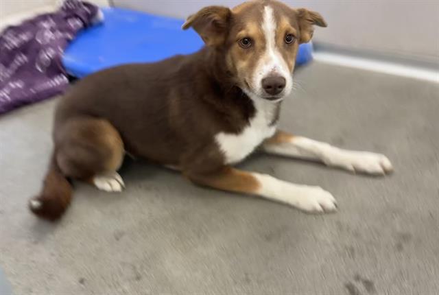LONNIE, Adoptable, Young Female Australian Shepherd & Border Collie.