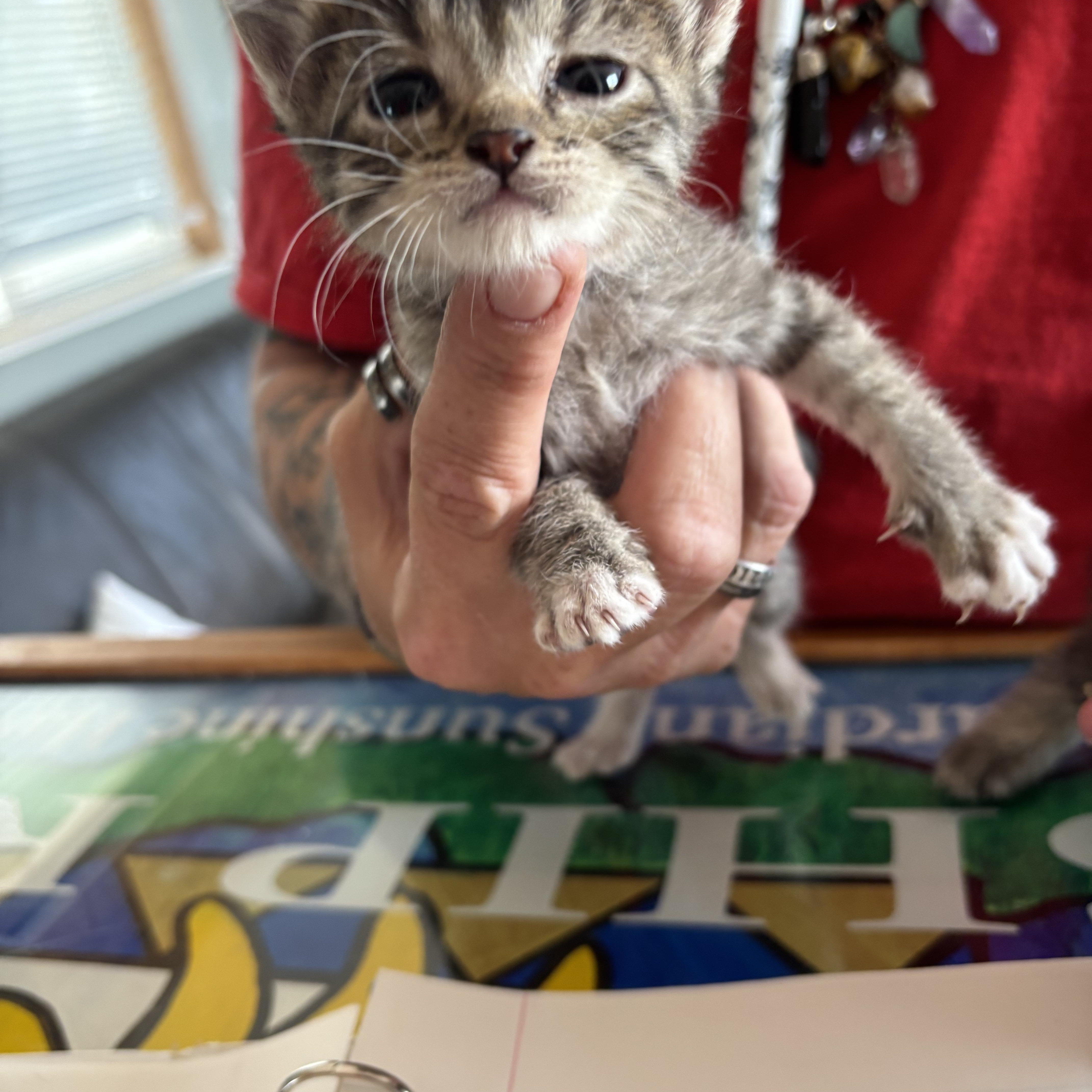 Enlarge Morgan, an adopted Domestic Short Hair in Deming, NM image 1/1